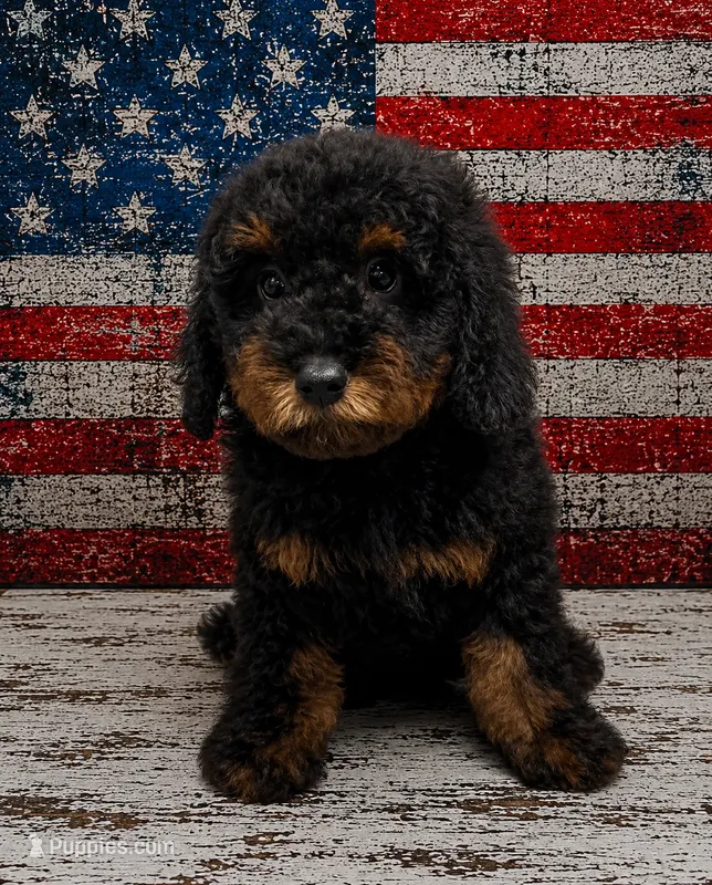 Bubbles – Miniature Bernedoodle puppy for sale in Ocala, FL