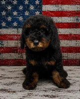 Micro mini ~ Bubbles, a male Miniature Bernedoodle for sale in Ocala, FL – 2 of 3