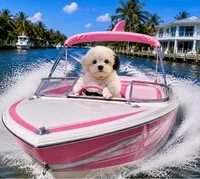 Munchkin ~ Baby Sharket 🦈, a male Miniature Bernedoodle for sale in Ocala, FL – 3 of 3