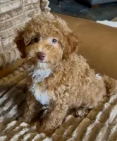 Micro mini, a male Miniature Bernedoodle for sale in Ocala, FL – 3 of 5