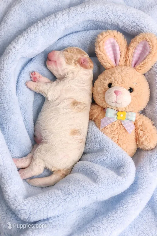 Bumblebee – Miniature Bernedoodle puppy for sale in Ocala, FL