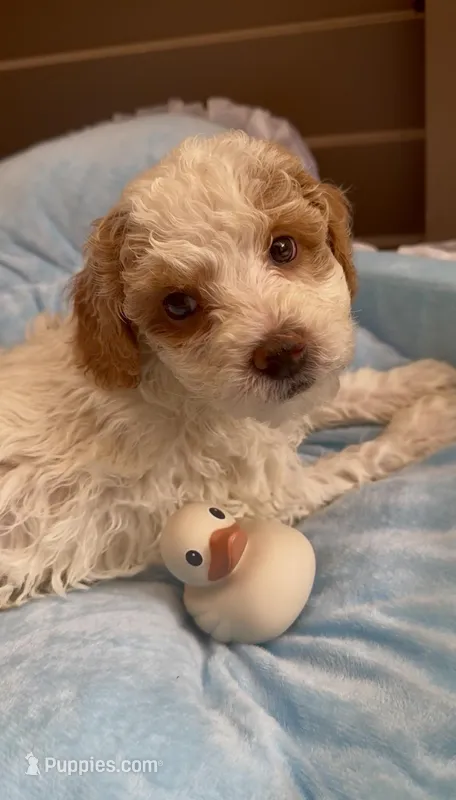 Bumblebee – Miniature Bernedoodle puppy for sale in Ocala, FL