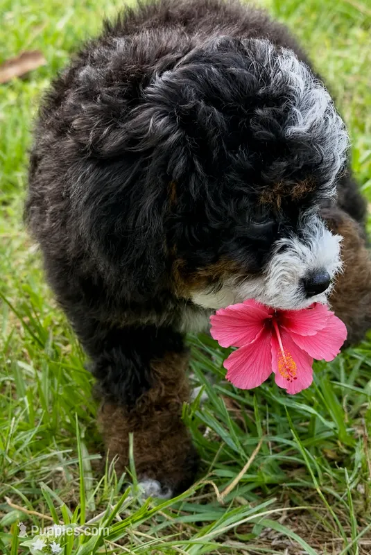 Micro Mini  – Miniature Bernedoodle puppy for sale in Ocala, FL