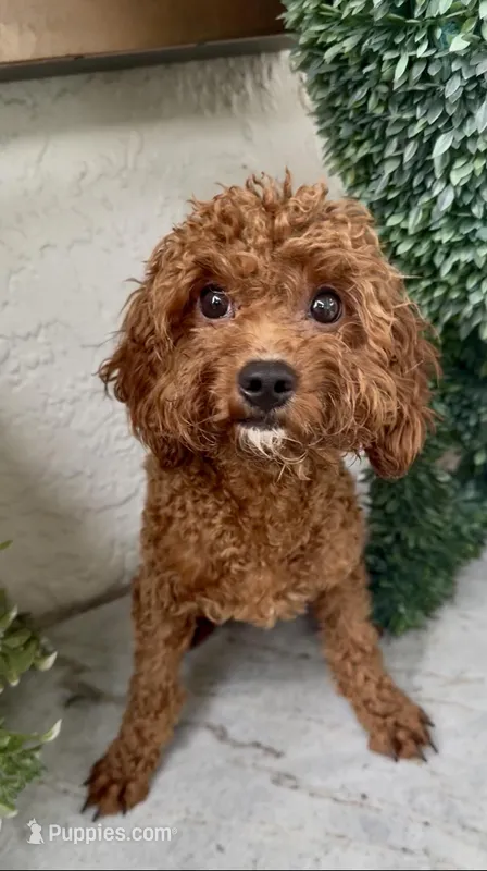 Red Ruby – Cavapoo puppy for sale in Ocala, FL