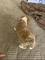 Micro mini , a female Miniature Bernedoodle for sale in Ocala, FL – Photo 4 of 5