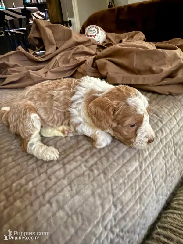 Micro mini  – Miniature Bernedoodle puppy for sale in Ocala, FL