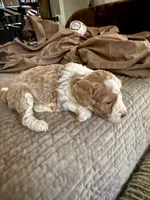 Micro mini , a female Miniature Bernedoodle for sale in Ocala, FL – Photo 3 of 5