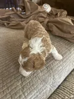 Micro mini , a female Miniature Bernedoodle for sale in Ocala, FL – Photo 2 of 5