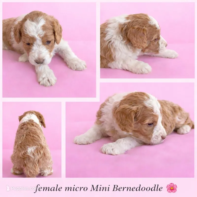 Micro mini  – Miniature Bernedoodle puppy for sale in Ocala, FL