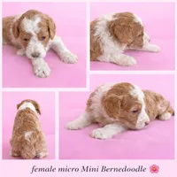 Micro mini , a female Miniature Bernedoodle for sale in Ocala, FL – Photo 1 of 5