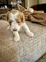 Micro mini , a female Miniature Bernedoodle for sale in Ocala, FL – Photo 5 of 5