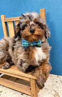 Akc ~ Jumanji Korean, a male Poodle - Toy  for sale in Ocala, FL – 3 of 3