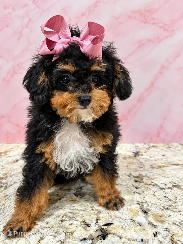 akc ~ Ari Amour Korean  – Poodle - Toy  puppy for sale in Ocala, FL