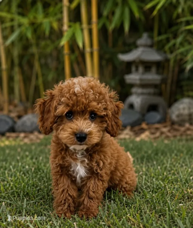 Butterscotch  – Poodle - Toy  puppy for sale in Ocala, FL