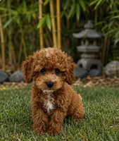Butterscotch , a male Poodle - Toy  for sale in Ocala, FL – 3 of 4