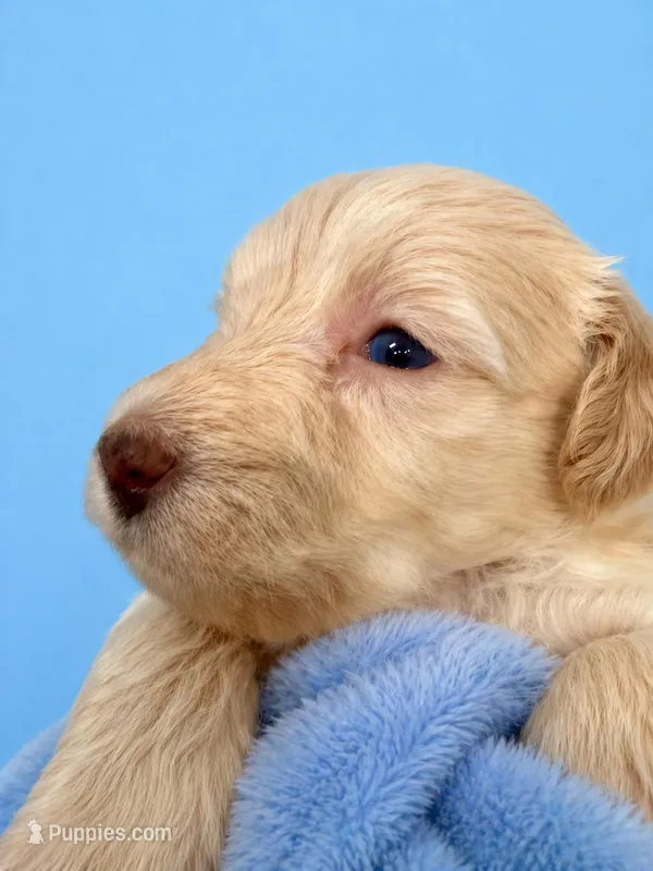 Micro mini  – Miniature Bernedoodle puppy for sale in Ocala, FL