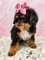 akc ~ Ari Amour Korean , a female Poodle - Toy  for sale in Ocala, FL – 2 of 4