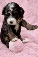 Tipsy ~ Micro Mini, a female Miniature Bernedoodle for sale in Ocala, FL – Photo 1 of 2