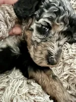 AKC- Armani, a male Poodle - Standard  for sale in Ocala, FL – Photo 2 of 6