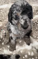 AKC- Armani, a male Poodle - Standard  for sale in Ocala, FL – Photo 6 of 6