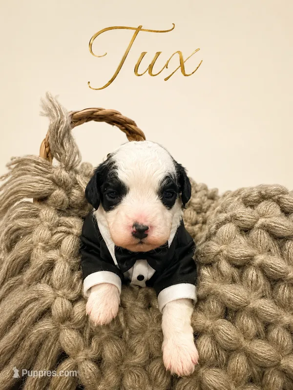 Tux – Poodle - Toy  puppy for sale in Ocala, FL