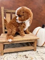 Akc-Little Pumpkin , a female Poodle - Toy  for sale in Ocala, FL – 5 of 8
