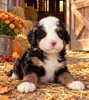 Micro mini Bernedoodle, a male Miniature Bernedoodle for sale in Ocala, FL – 1 of 3