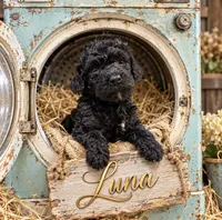 Luna, a female Poodle - Toy  for sale in Ocala, FL – 1 of 1