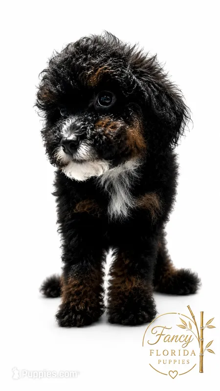 Micro mini Bernedoodle  – Miniature Bernedoodle puppy for sale in Ocala, FL