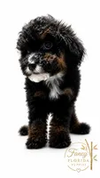 Micro mini Bernedoodle , a female Miniature Bernedoodle for sale in Ocala, FL – 1 of 1
