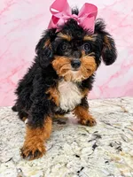 akc ~ Ari Amour Korean , a female Poodle - Toy  for sale in Ocala, FL – 4 of 4