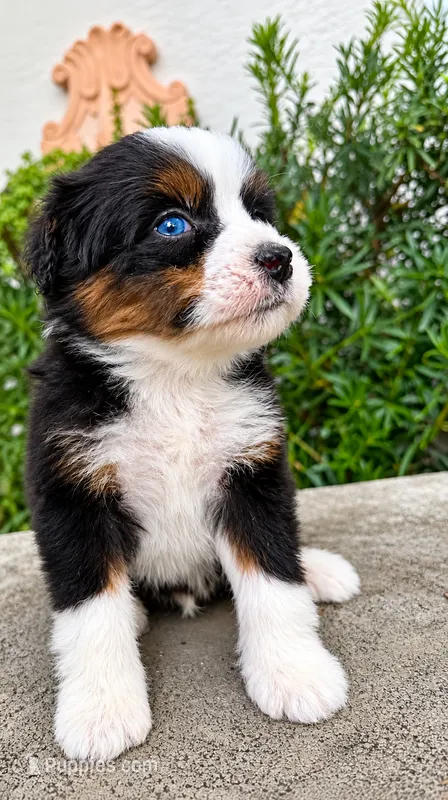 Blue – Miniature Bernedoodle puppy for sale in Ocala, FL