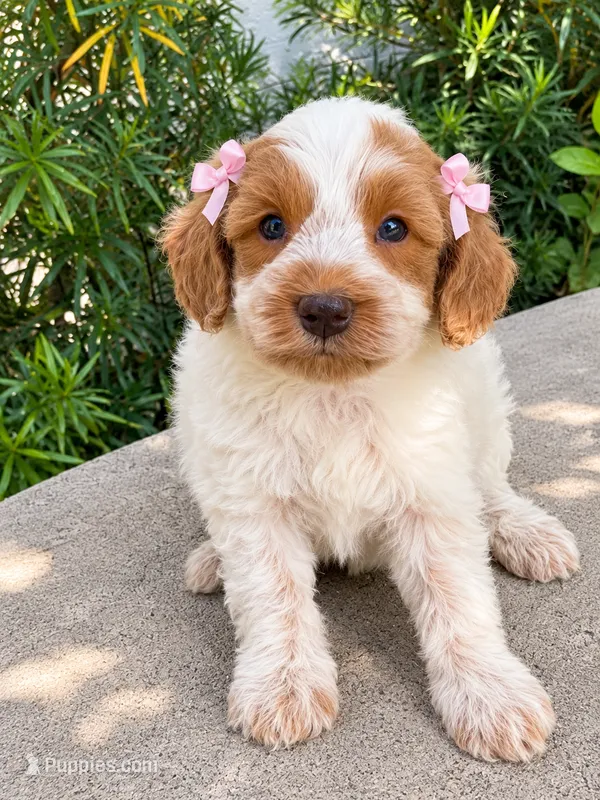 Liberty – Cavapoo puppy for sale in Ocala, FL