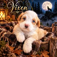 Vixen, a female Miniature Bernedoodle for sale in Ocala, FL – 2 of 2
