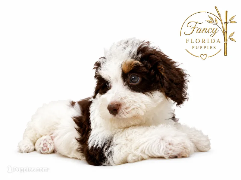 Micro mini Bernedoodle  – Miniature Bernedoodle puppy for sale in Ocala, FL