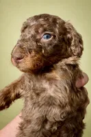 Micro choc phantom merle, a male Miniature Bernedoodle for sale in Ocala, FL – Photo 2 of 2