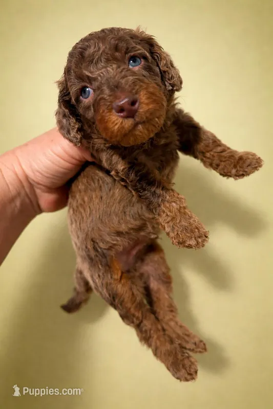 Micro choc phantom merle – Miniature Bernedoodle puppy for sale in Ocala, FL