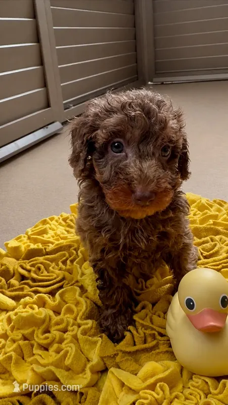 Happy -Micro choc phantom merle – Miniature Bernedoodle puppy for sale in Ocala, FL