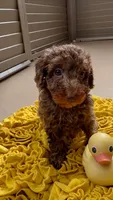 Happy -Micro choc phantom merle, a male Miniature Bernedoodle for sale in Ocala, FL – 1 of 2