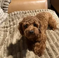 akc 7 lbs Dark Red MERLOT, a female Poodle - Toy  for sale in Ocala, FL – 2 of 4