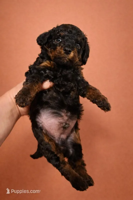 Rich Micro mini  – Miniature Bernedoodle puppy for sale in Ocala, FL