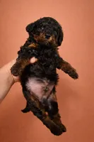 Rich Micro mini , a male Miniature Bernedoodle for sale in Ocala, FL – Photo 1 of 3