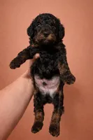 Rich Micro mini , a male Miniature Bernedoodle for sale in Ocala, FL – Photo 2 of 3