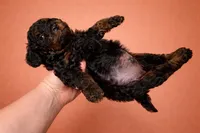 Rich Micro mini , a male Miniature Bernedoodle for sale in Ocala, FL – Photo 3 of 3