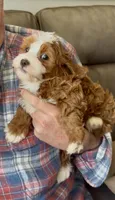 Ruby, a female Cavapoo for sale in Ocala, FL – Photo 2 of 2