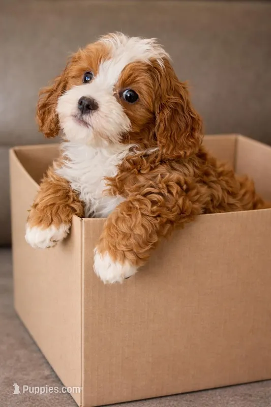 Ruby, a female Cavapoo for sale in Ocala, FL – Photo 1 of 2