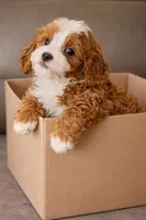 Ruby, a female Cavapoo for sale in Ocala, FL – Photo 1 of 2