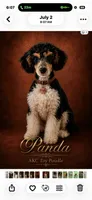 Akc ~7 lbs Panda 🐼 Embark tested, a male Poodle - Toy  for sale in Ocala, FL – 5 of 8