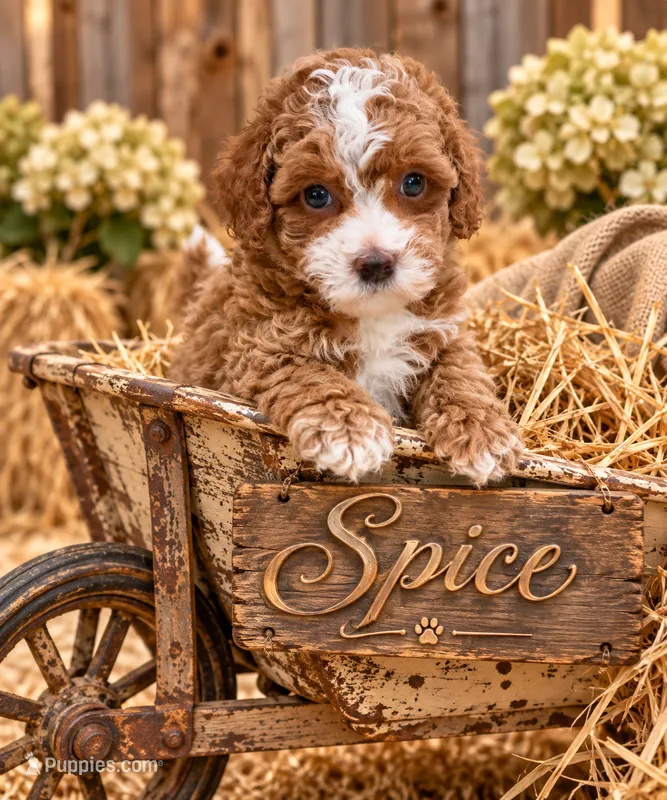 Spice – Poodle - Toy  puppy for sale in Ocala, FL