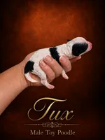 Tux, a male Poodle - Toy  for sale in Ocala, FL – 1 of 2
